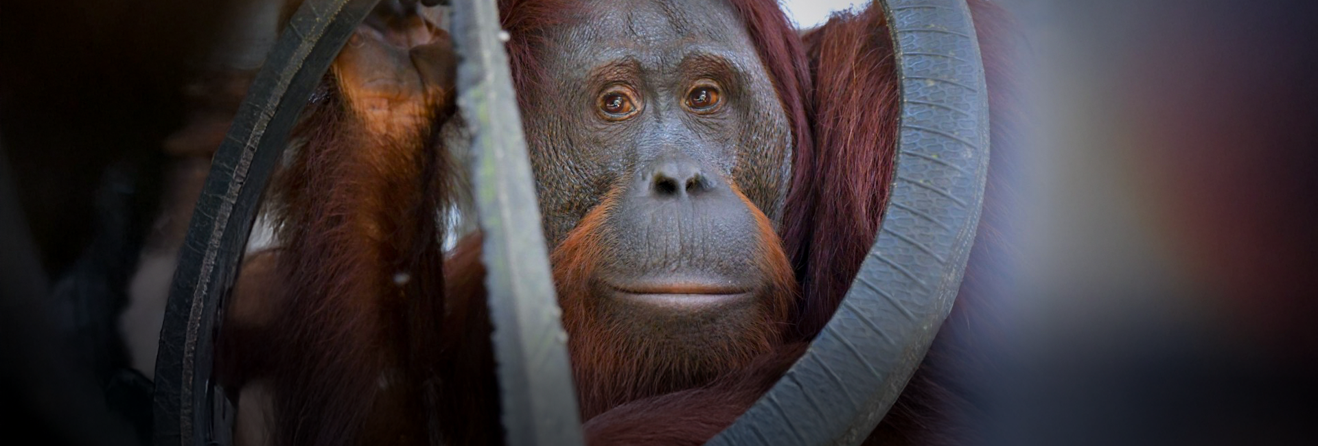 Seven Orangutans Released from Nyaru Menteng Orangutan Sanctuary!