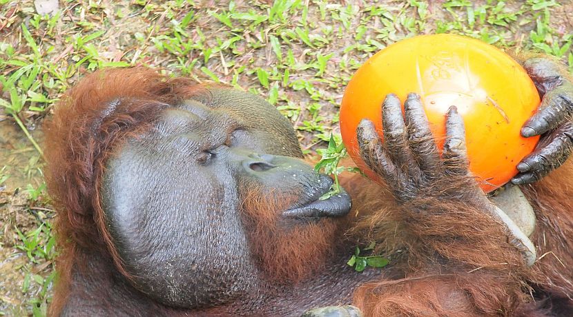 What Is Animal Enrichment?