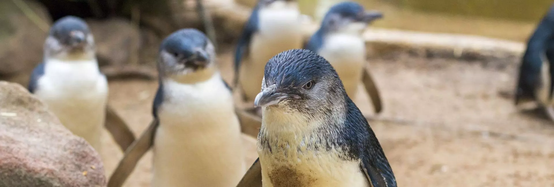 World Penguin Day 2017 -  Arctic Temperatures Increasing Five Times Faster Than Global Warming!