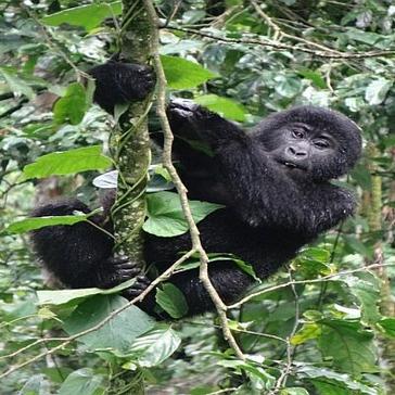 Volunteer Work with Mountain Gorillas in Uganda