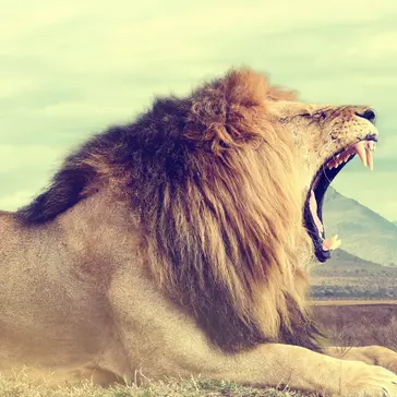 Essentials For Your Volunteering Trip To Africa!