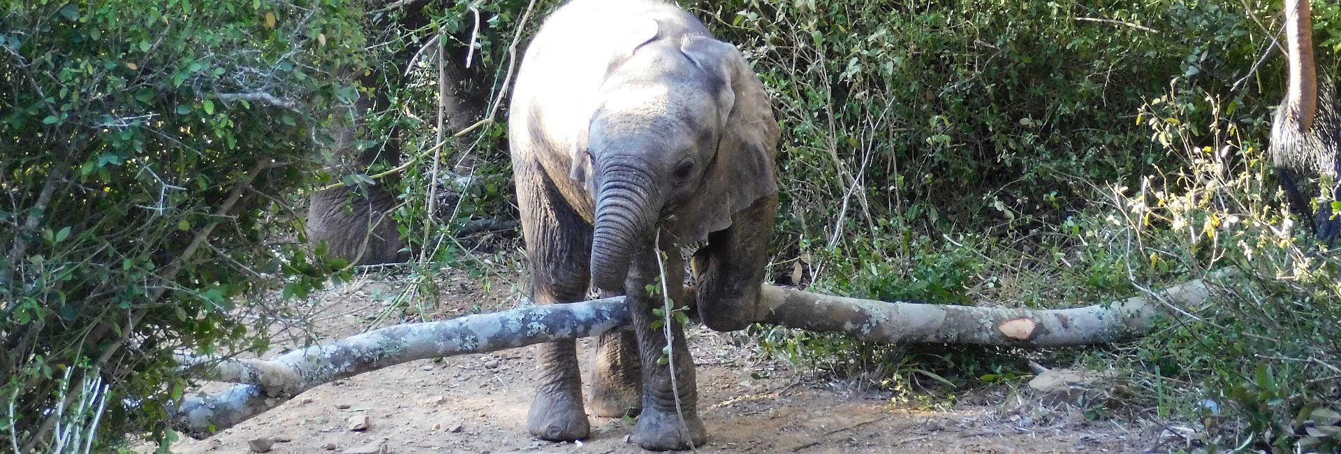 24 (And A Bit) Hours At The Kariega 'Big 5' Conservation Project!