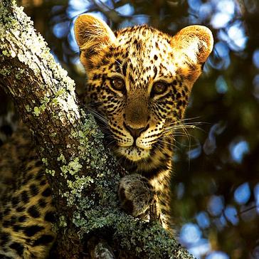 Volunteer Experiences - Shamwari Conservation Experience