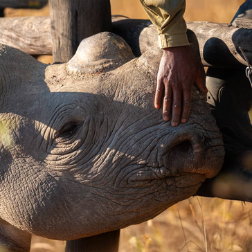 A Dark Day for the Rhino & Elephant Conservation Project