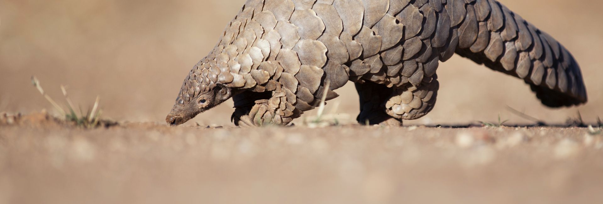 10 Facts You Didn't Know About The Pet Trade