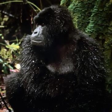Tina's Experience Of The Great Gorilla Project! 