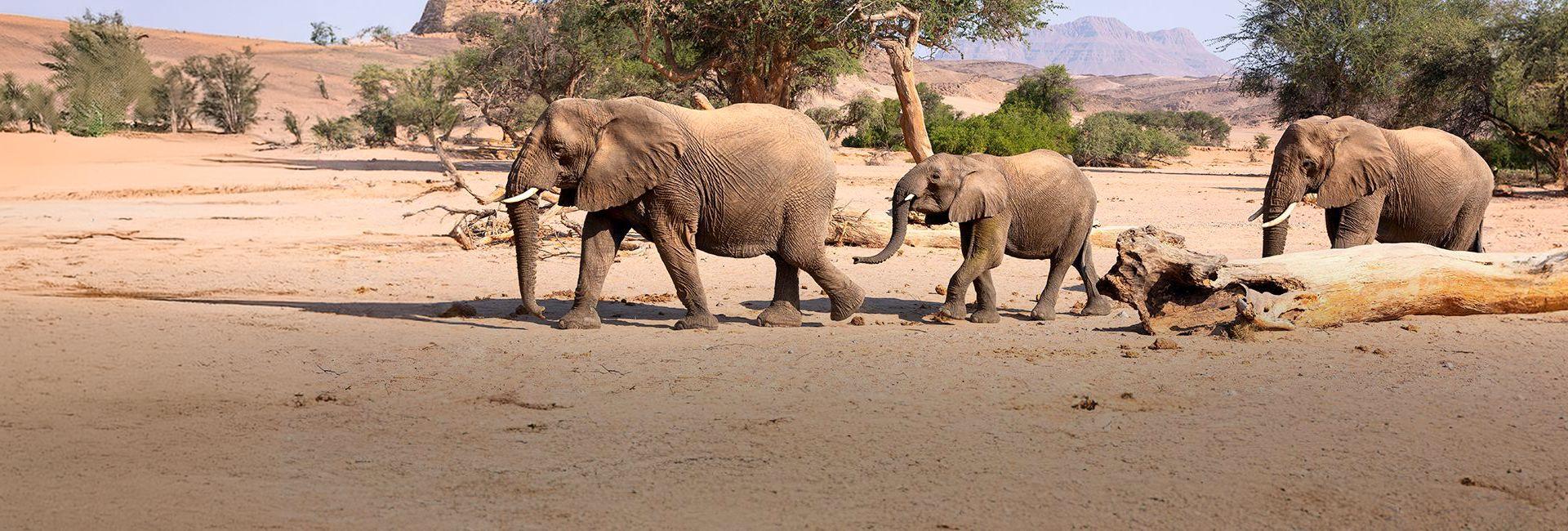 Desert Elephants in Namibia