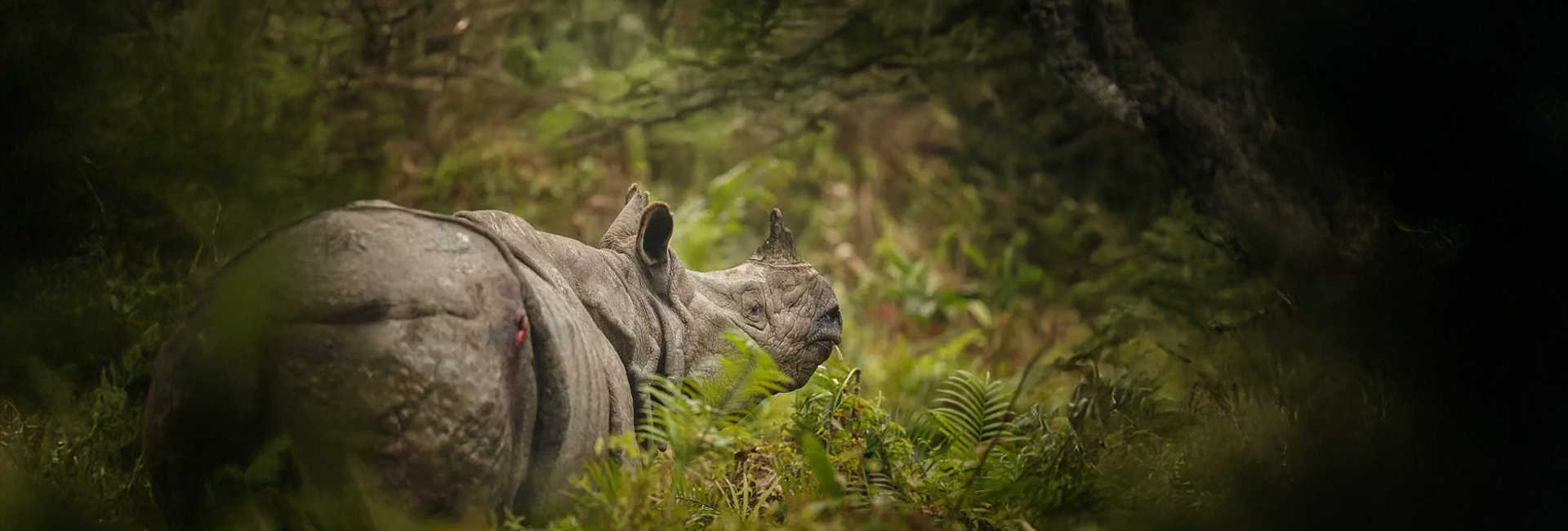 News In Review - The Animal Stories You May Have Missed This Month!