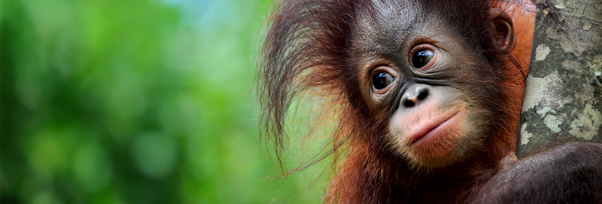 International Orangutan Day 2025