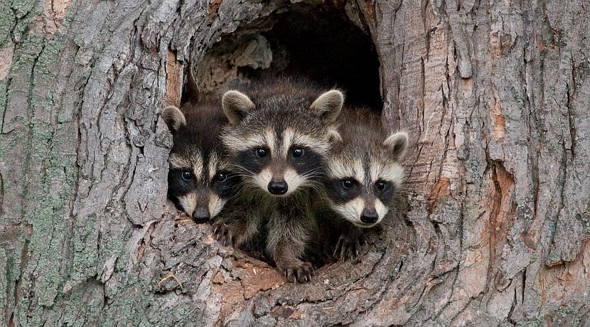International Raccoon Appreciation Day 2016!