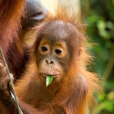 APE Malaysia Need Your Donations For The Sumatran Orangutans And Sun Bears!