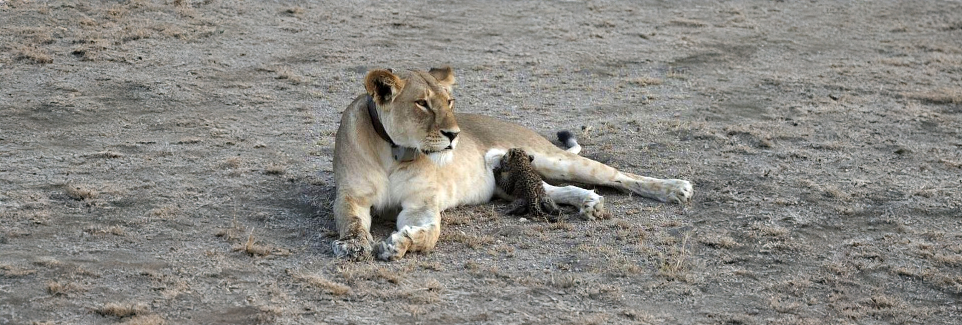 Animal Adoption, Fantastic Fundraisers, And An Unlikely Alliance – July’s News In Review!