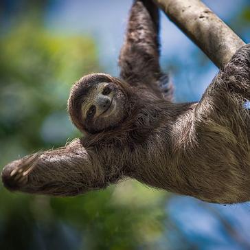 12 Week Internships at the Sloth Conservation and Wildlife Experience