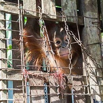 The Story of Baby Orangutan Jacko