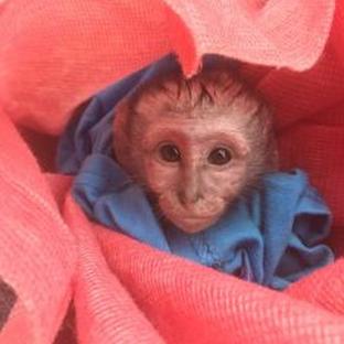An Update From The Lilongwe Wildlife Centre - Rescuing Tom Brady