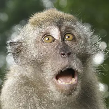That's Bananas! Marvelous Monkey Facts