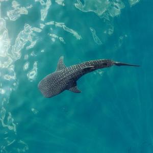 Mafia Island Whale Shark Conservation