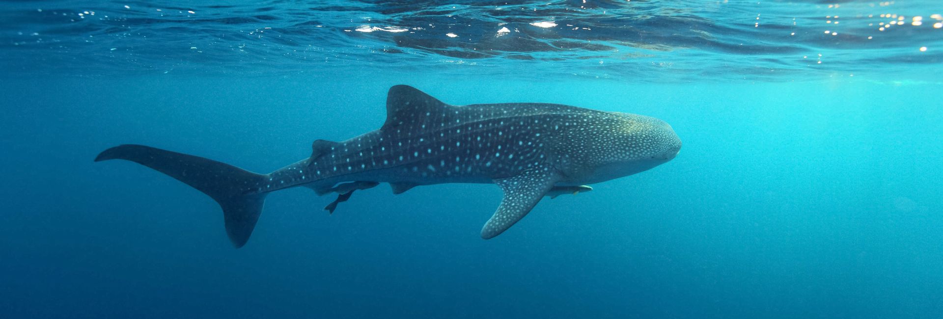 World Whale Shark Day 2017! Wild Population Numbers Of This Elusive Species Are Unknown!
