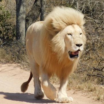 White Lion Release - Letaba Starts His New Pride!
