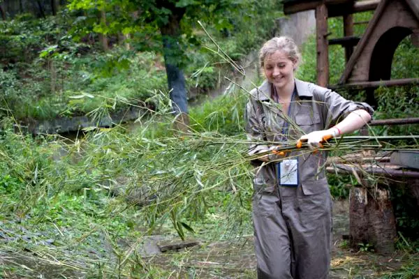 Enclosure Cleaning - Panda Volunteer Experience in China