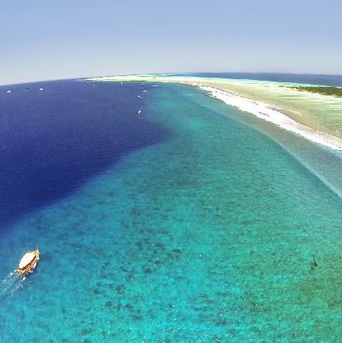Holiday With Whale Sharks In Tanzania | The Great Projects