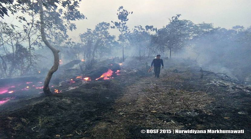 Samboja Lestari Fire - The Latest