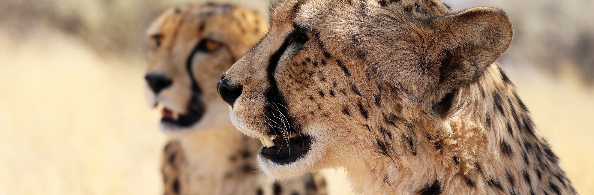 Cheetah Conservation 