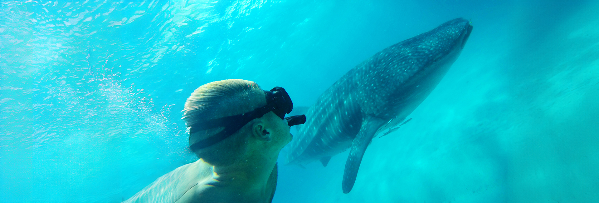 Visit The Mafia Island Whale Shark Conservation Project And Get A Whopping 33% Discount! 