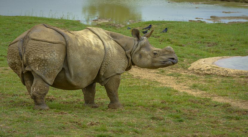 How To Be A Rhino Conservation Volunteer!