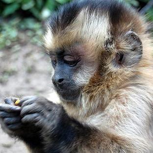 Species Discoveries, Exciting Sightings And A Fortnight Of Fun - Read The Latest Update From The Bolivia Wildlife Sanctuary!
