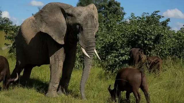 Volunteer in Africa