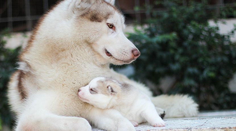 The Father Of Nature - Sir David Attenborough 