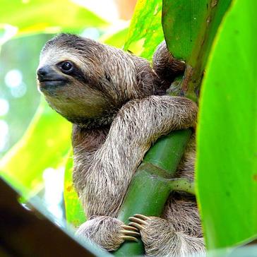 ​International Sloth Day 2016 - 2 Species Already Endangered! 