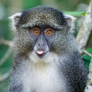 Our Top Cheeky Monkeys!