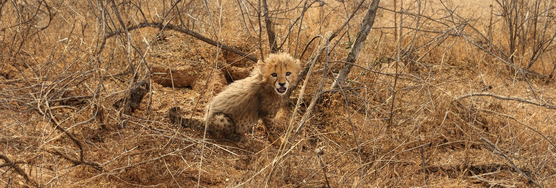 Looking Back On A Wonderful Year At The Namibia Wildlife Sanctuary