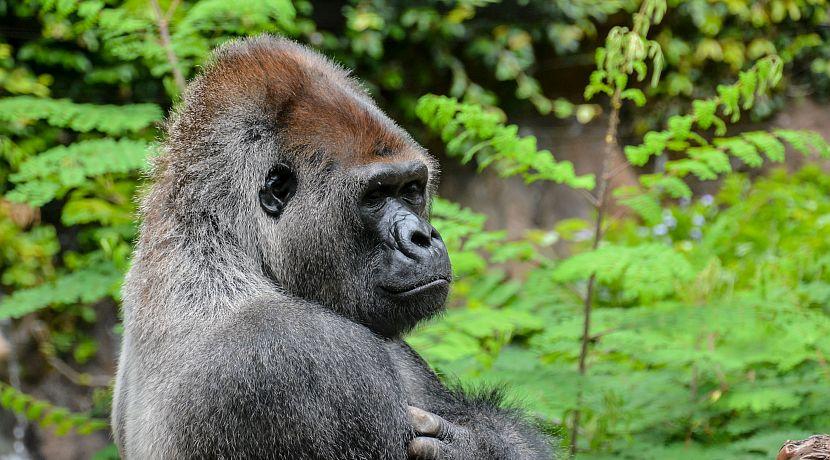 The Great Gorilla Project with Ian Redmond Uganda Holiday