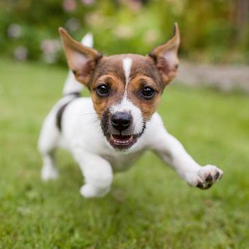 News In Review - The Animal Stories You May Have Missed This Month!