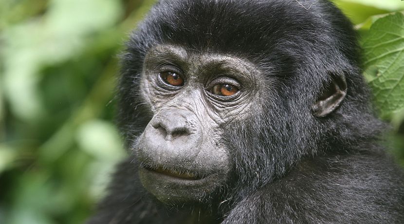 Our Top 5 Gorilla Facts!