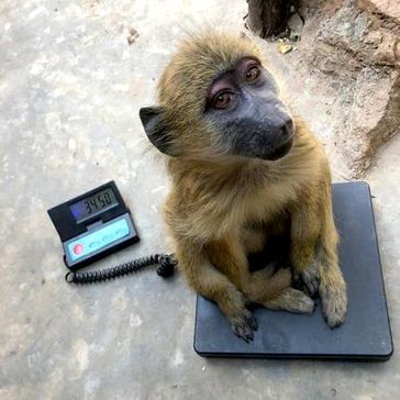 Lilongwe Wildlife Centre - Pretzel's Story