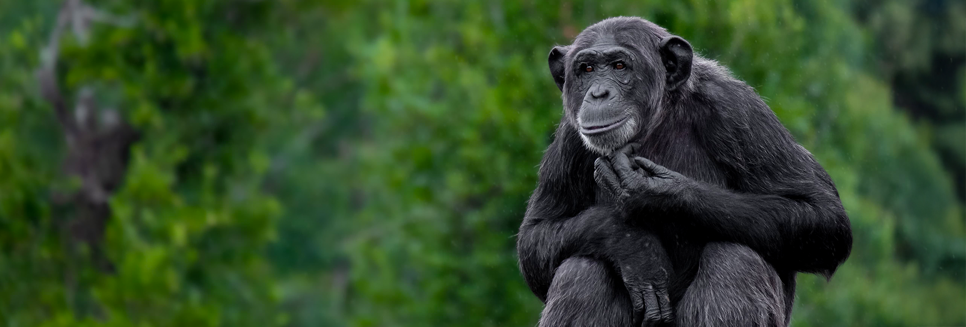 10 Fascinating Facts About Chimpanzees You Might Not Know