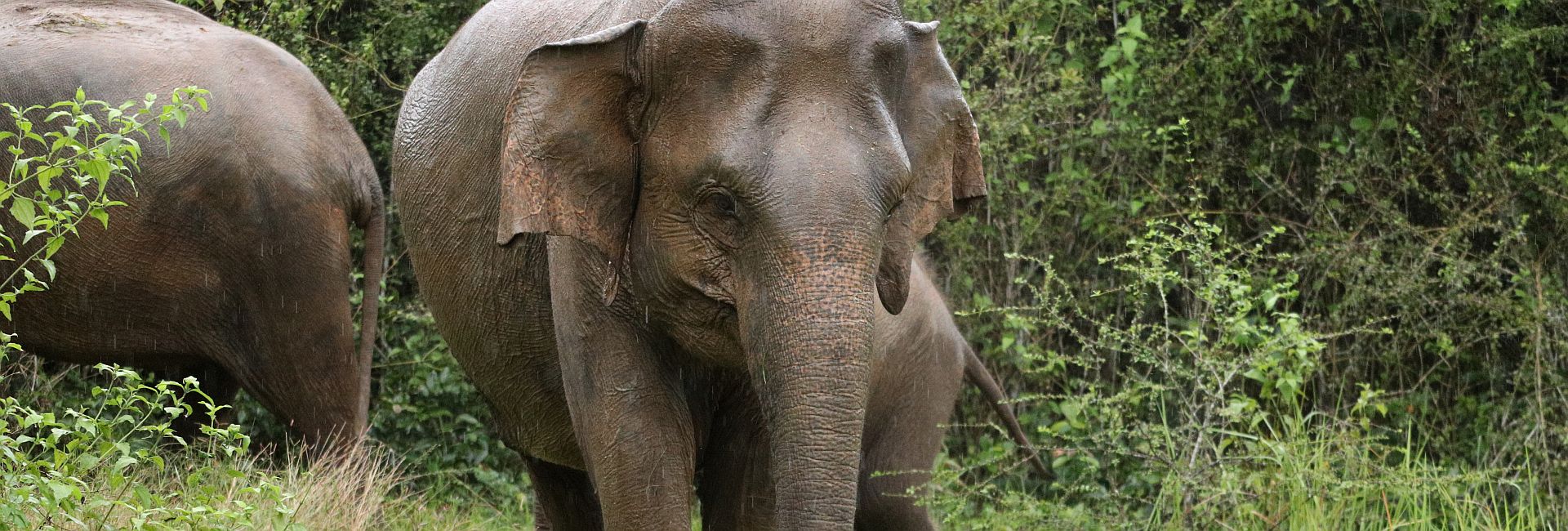 The Impact Of The Great Elephant Project On Human-Elephant Conflict In Sri Lanka