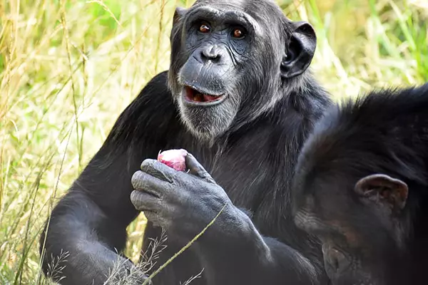 Food Prep at Chimp Eden - The Jane Goodall Institute