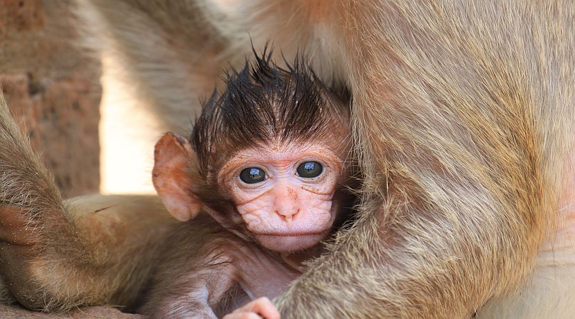 Prevention of Cruelty to Animals Month!