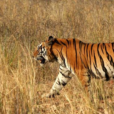 A Journey through Tiger Conservation on International Tiger Day 2024