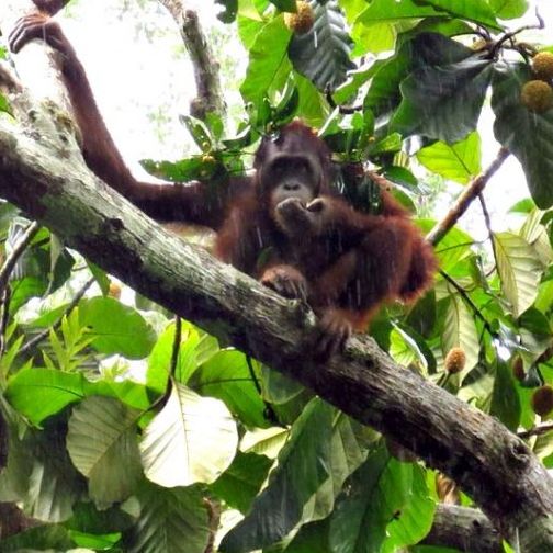 Borneo Orangutan Release Update | The Great Projects