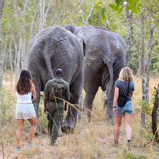 The Impact of Volunteering: How You Can Make a Difference for Elephants
