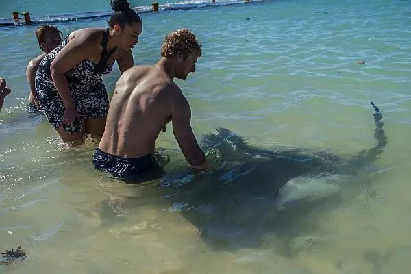 Monitoring Manta Rays on The Great White Shark Project