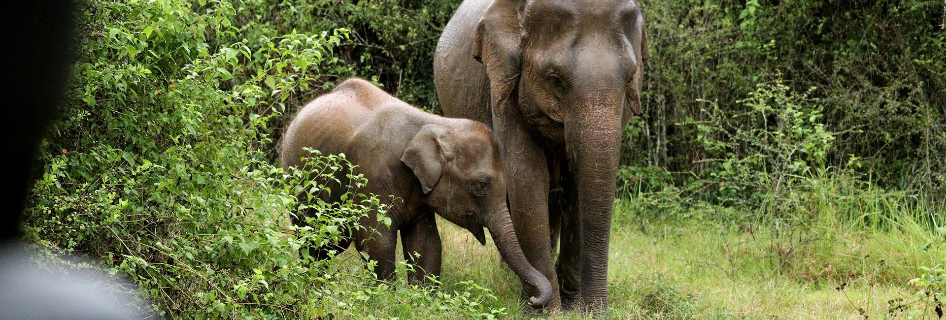 Visiting The Great Elephant Project As A Last Minute, Diabetic, Solo, Female Traveller!