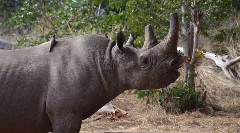 News from Nakavango