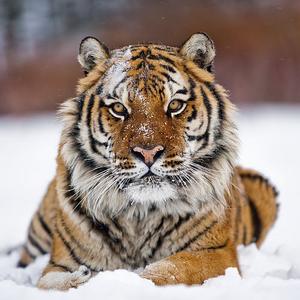 International Tiger Day - Populations Increase By 20% For The First Time in 100 Years, But There Is Still A Way To Go